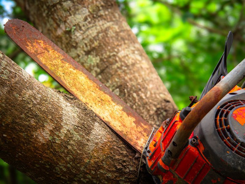 Tree removal project in Greensboro, NC