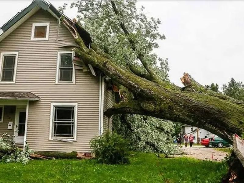 Tree removal job in the Adams Farm neighborhood of Greensboro