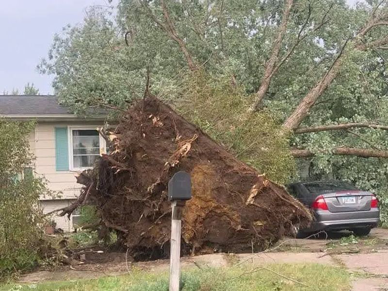 Tree removal job near Archdale, NC