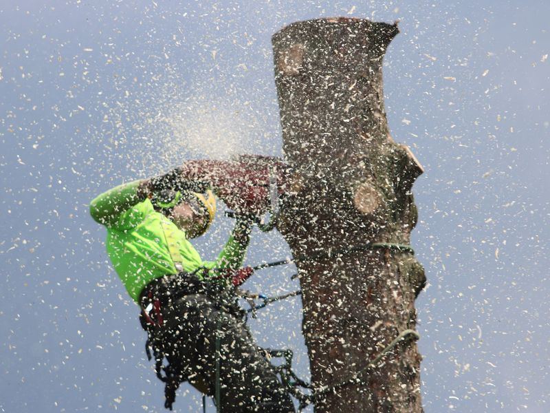 Tree removal job near Burlington, NC