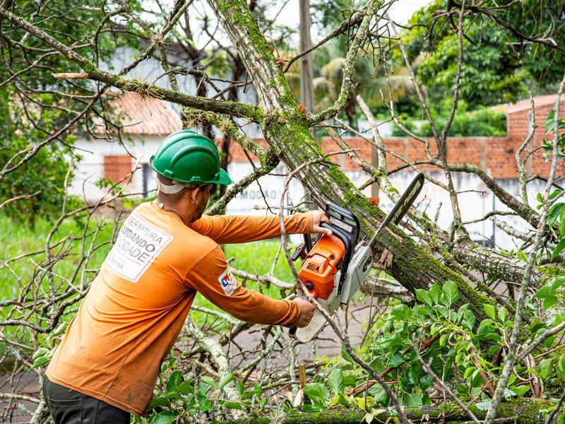 Tree removal job in the Fisher Park neighborhood of Greensboro