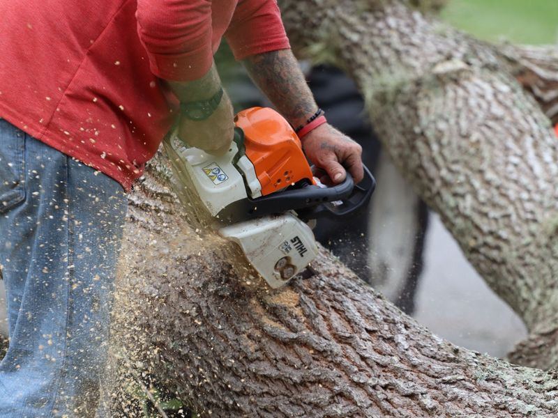 Tree removal job in the Glenwood neighborhood of Greensboro