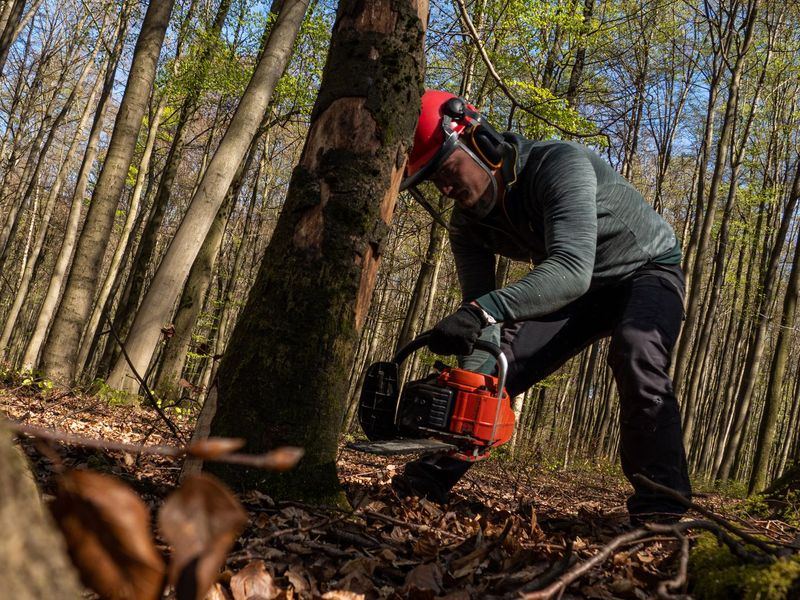 Tree removal job near Pleasant Garden, NC