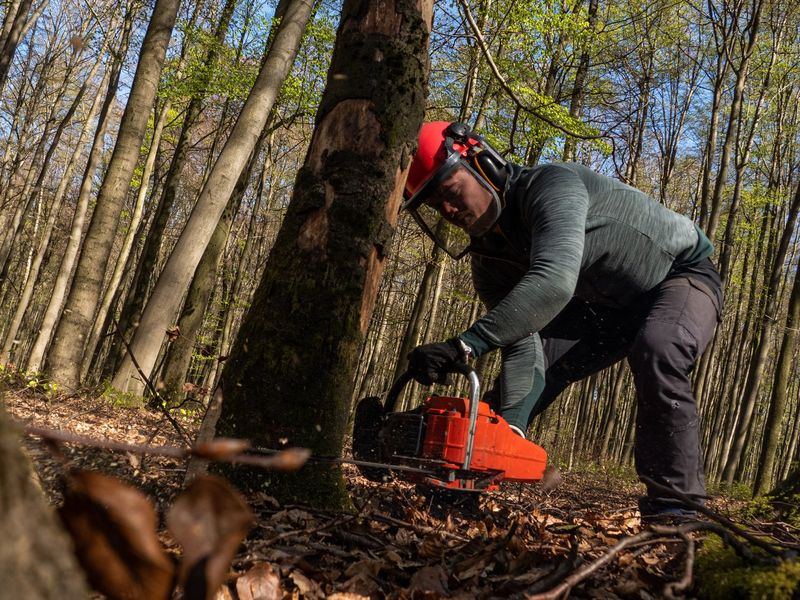 Tree removal job near Randleman, NC